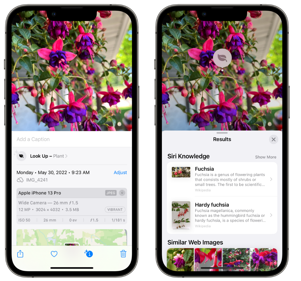 衡南苹果手机维修分享小技巧：使用 iPhone 相机识别花卉植物 